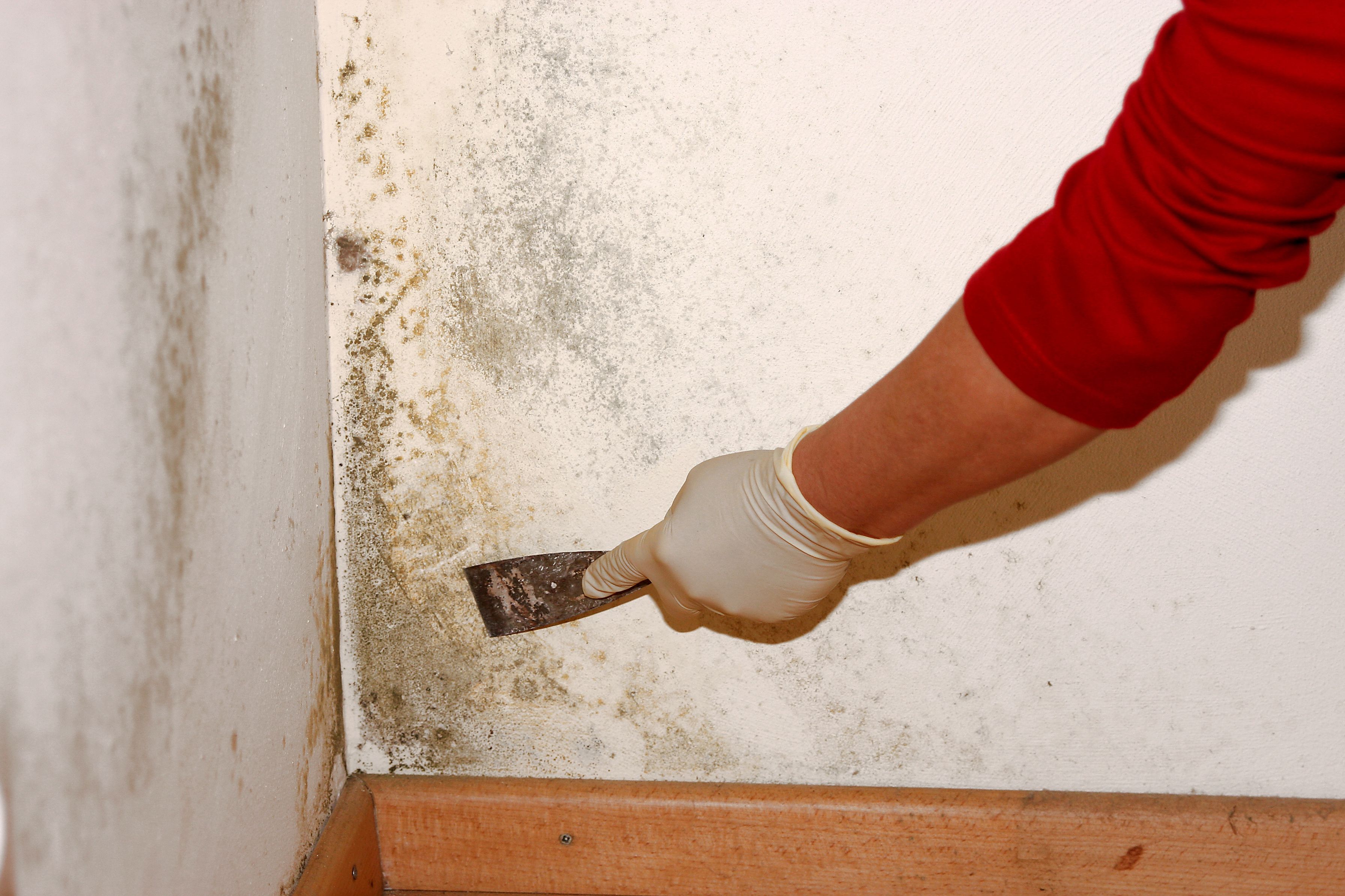 How to Choose Mold Removal Experts in Ashburn VA