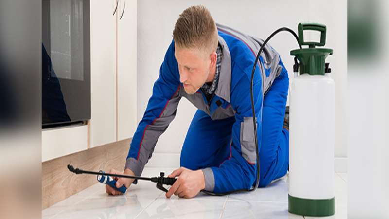 Why Hiring an Exterior Pest Control Service in Jackson, NJ is Important