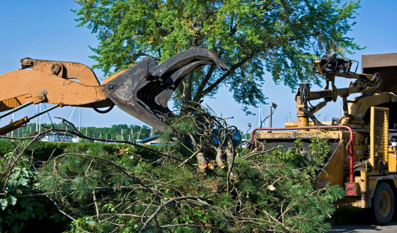 Do You Need to Get Rid of a Tree? How a Tree Removal Service Can Help