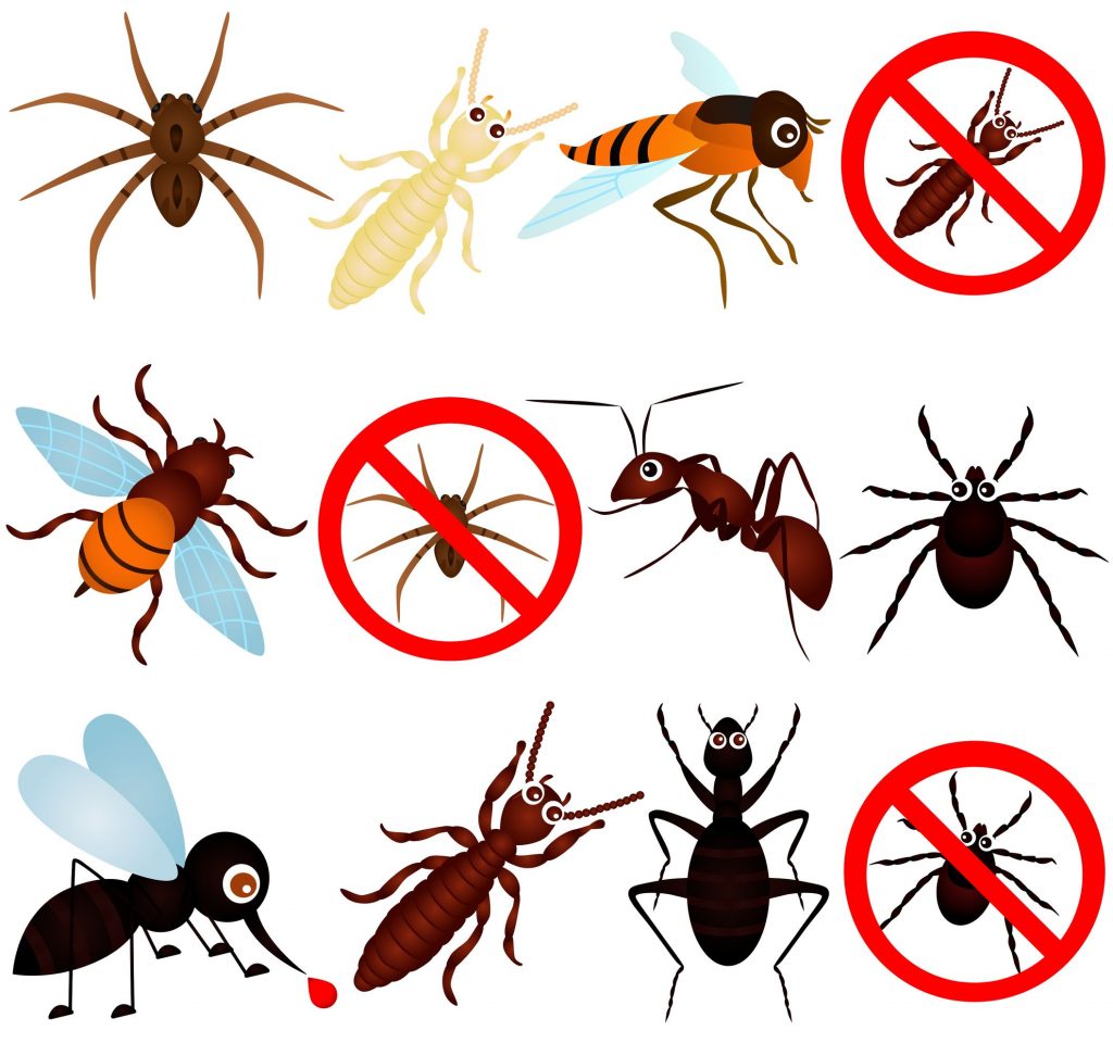 It May Be Time for Spiders Removal Services in Fairfax VA
