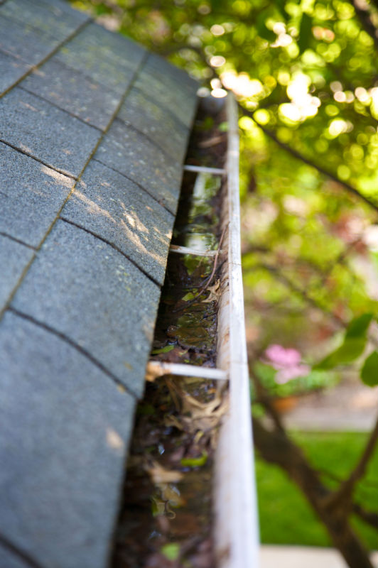 What’s Living in the Gutters? Reasons to Invest in Professional Gutter Cleaning in Annapolis