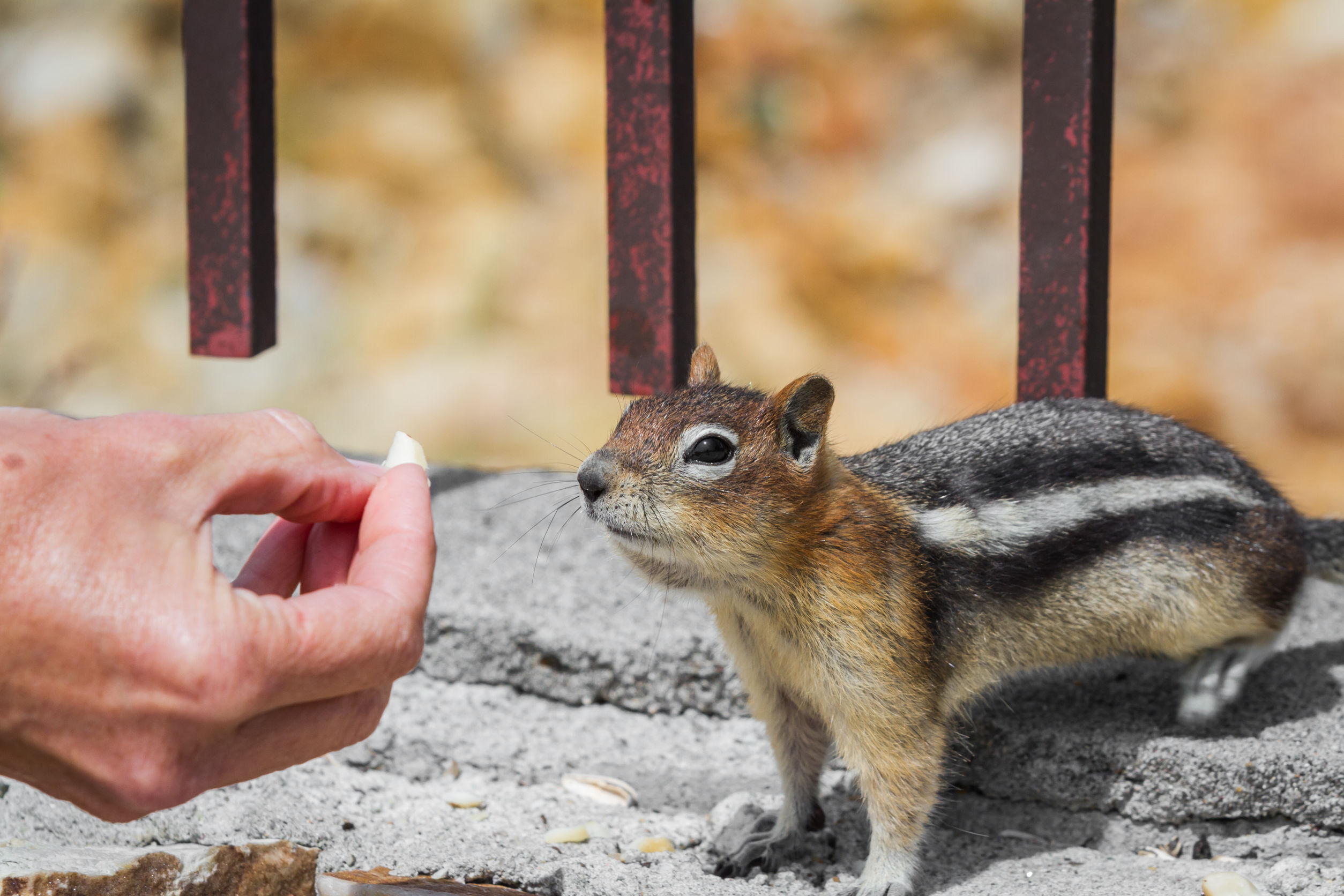 How to Handle Squirrel Removal in Columbus, OH