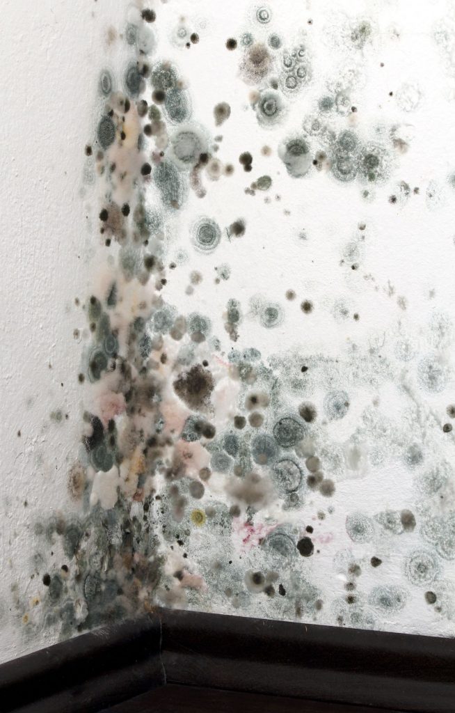 Do You Have Mold in Your Home?