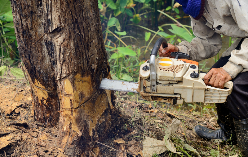 The Benefits of Having Tree Removal in South Bend, IN