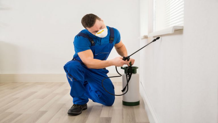 3 Reasons Why You Need to Consider Using Pest Control Services in Detroit, MI